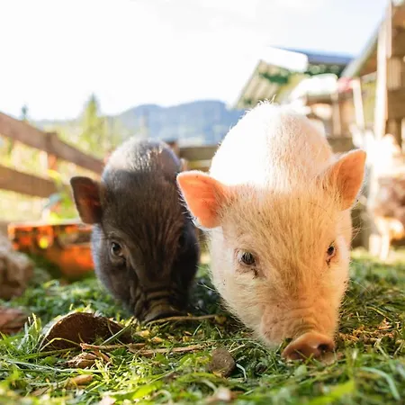 Apartamento Haus Schoenegg *