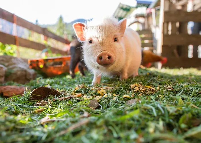 Haus Schoenegg Wagrain