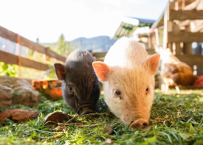 Apartman Haus Schoenegg *